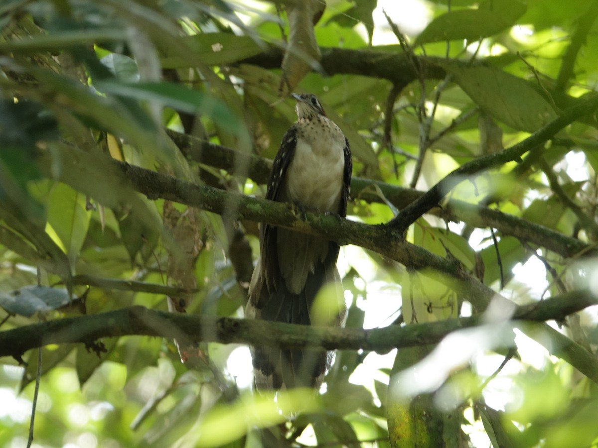 キジミチバシリ - ML646945271