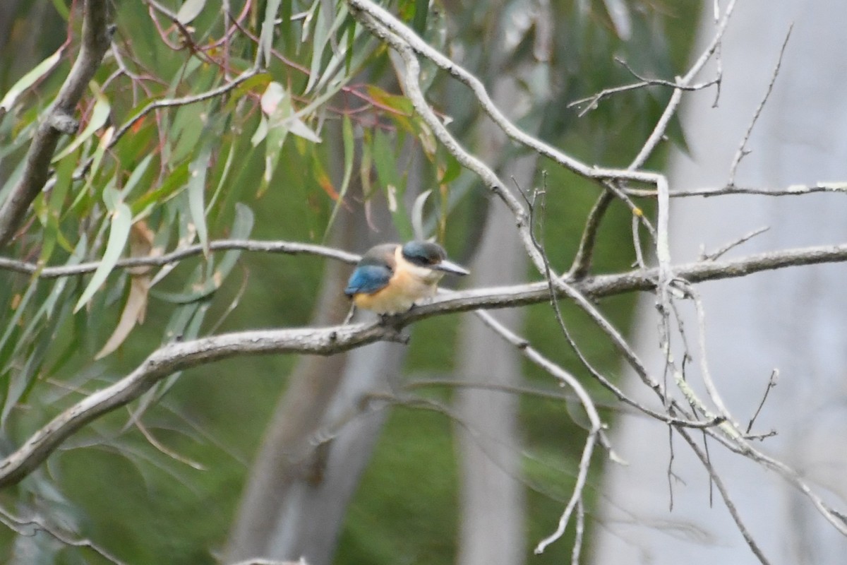 ヒジリショウビン - ML646945274