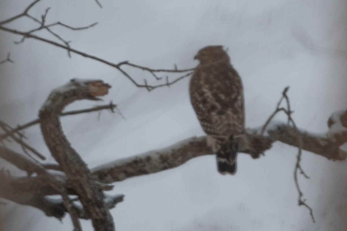 Red-shouldered Hawk - ML646945277