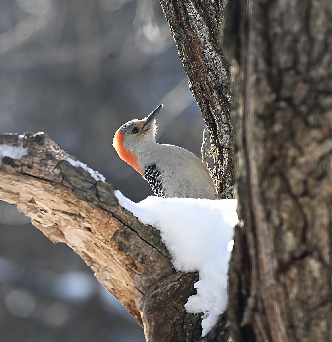 シマセゲラ - ML646945280