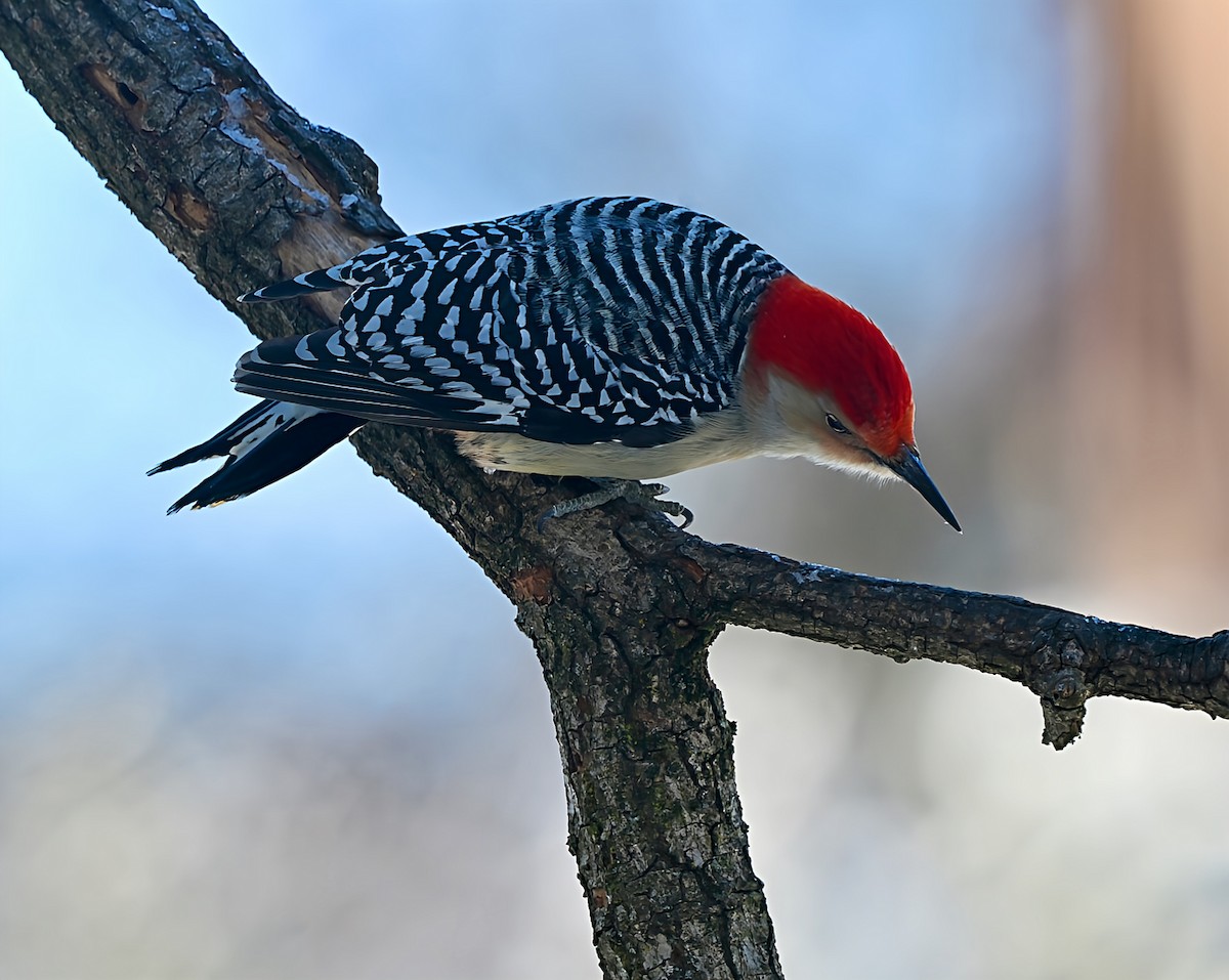 シマセゲラ - ML646945281