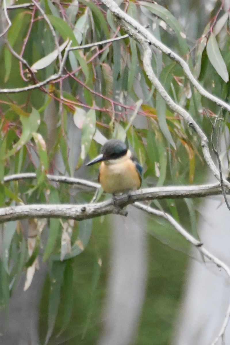 ヒジリショウビン - ML646945283