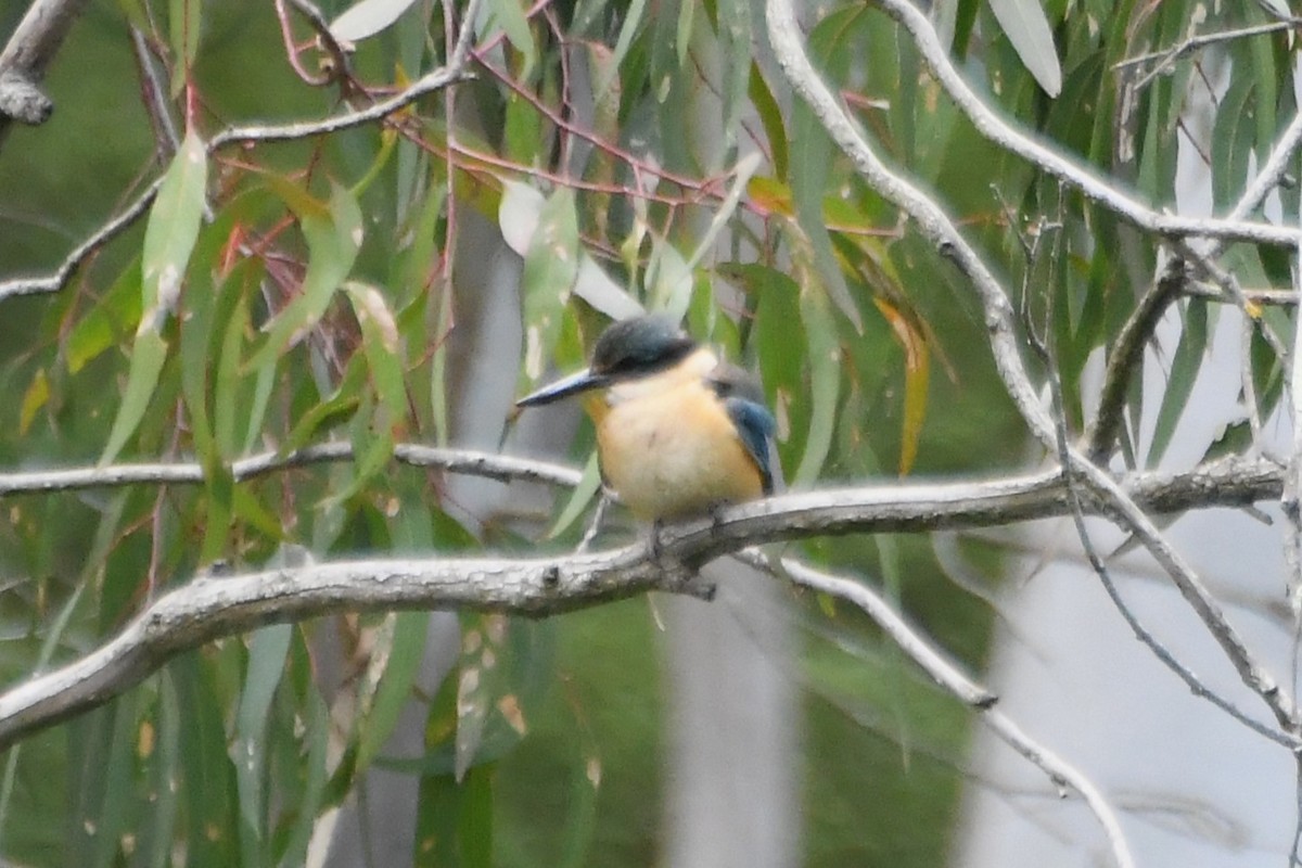 ヒジリショウビン - ML646945285