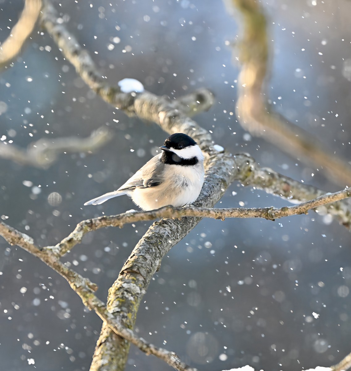 カロライナコガラ - ML646945286