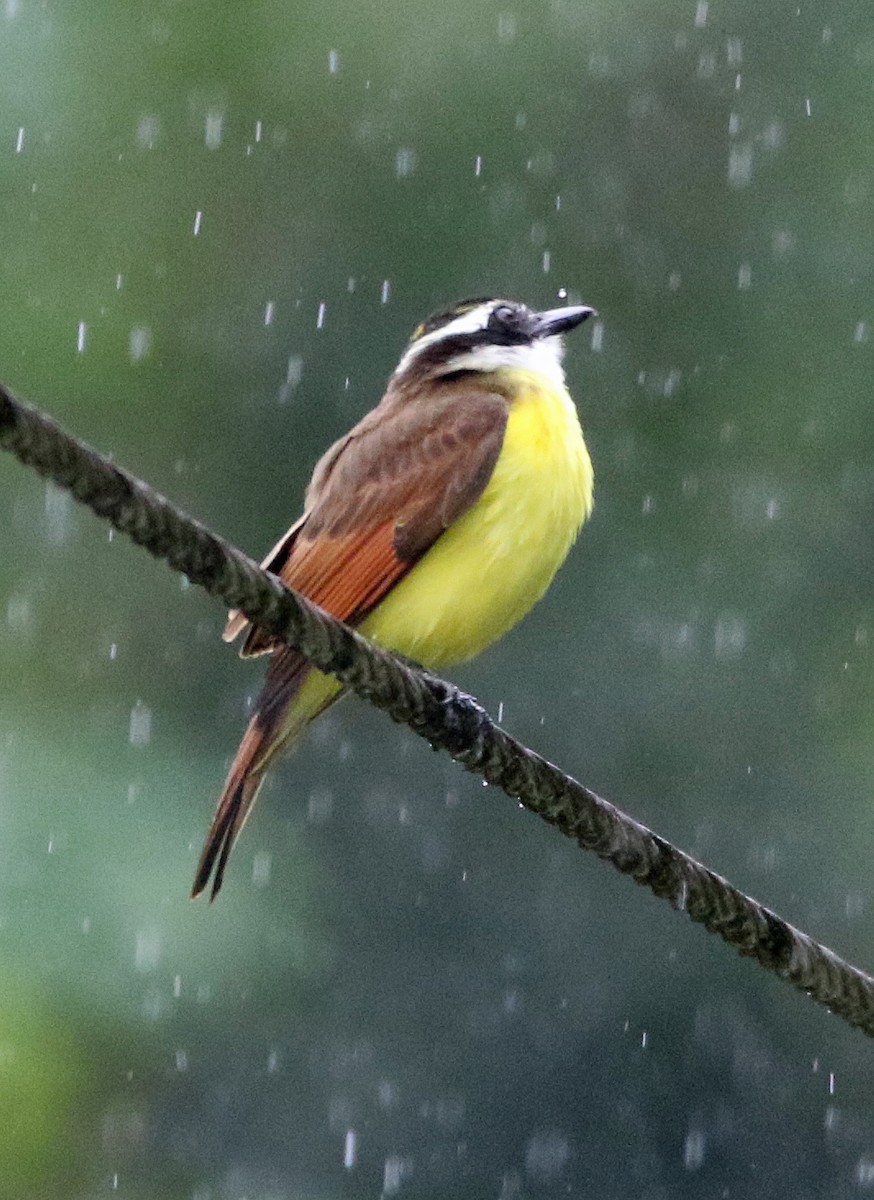 Schwefelmaskentyrann - ML646945289