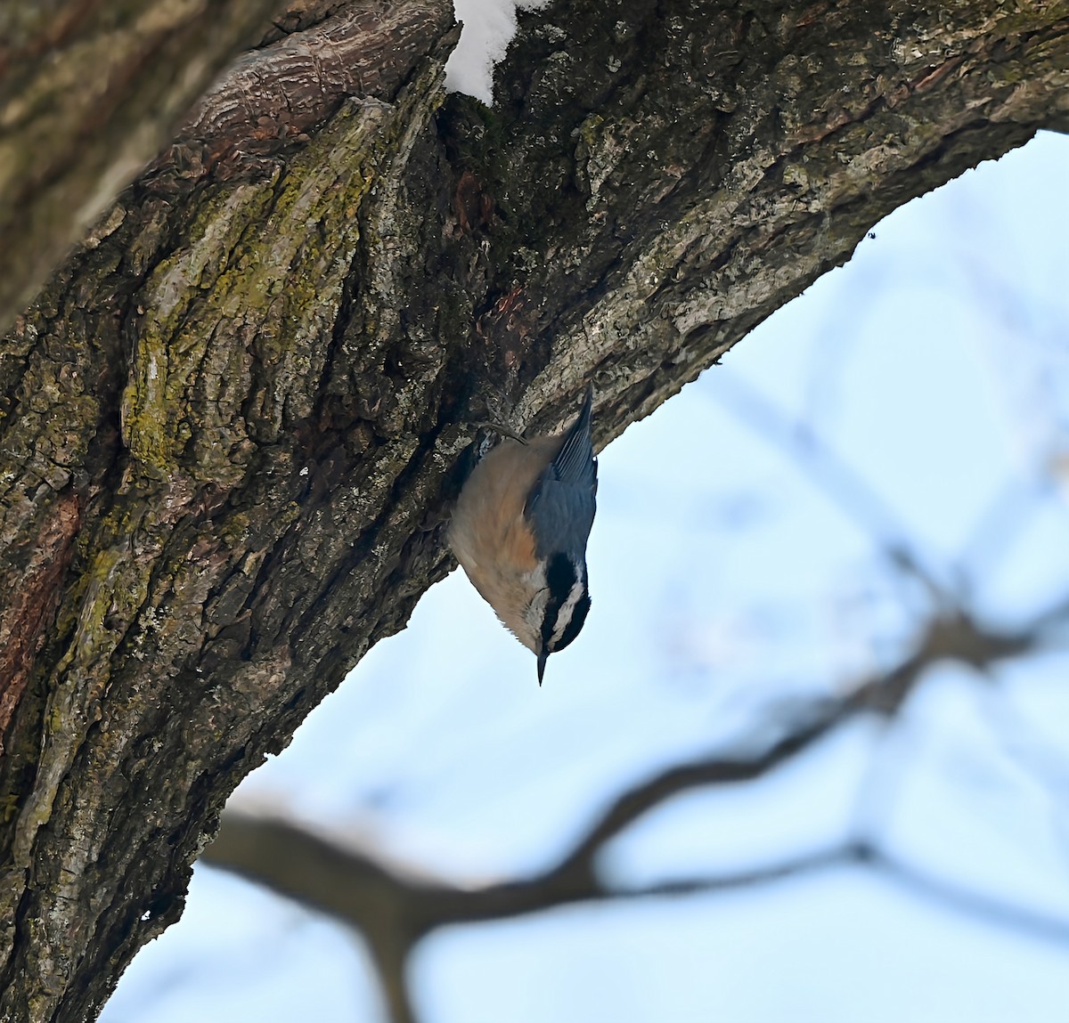 ムネアカゴジュウカラ - ML646945290