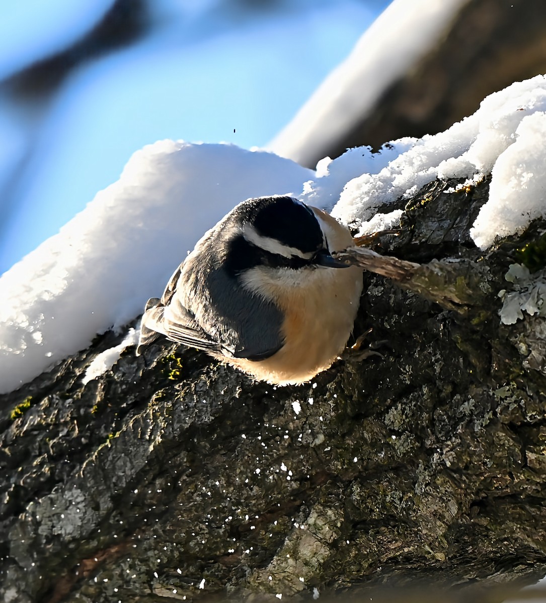 ムネアカゴジュウカラ - ML646945291