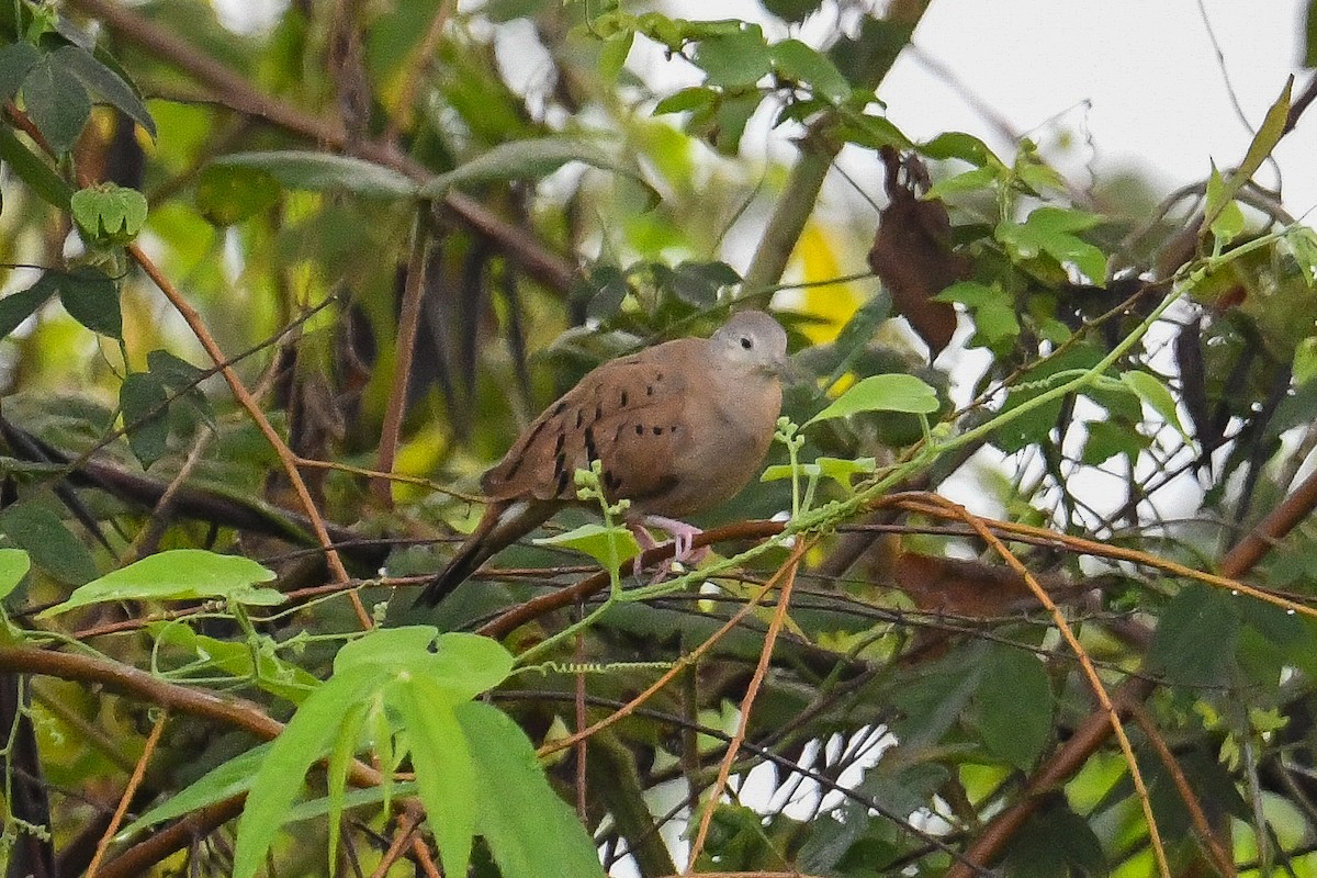 Коричневая земляная горлица - ML646945292