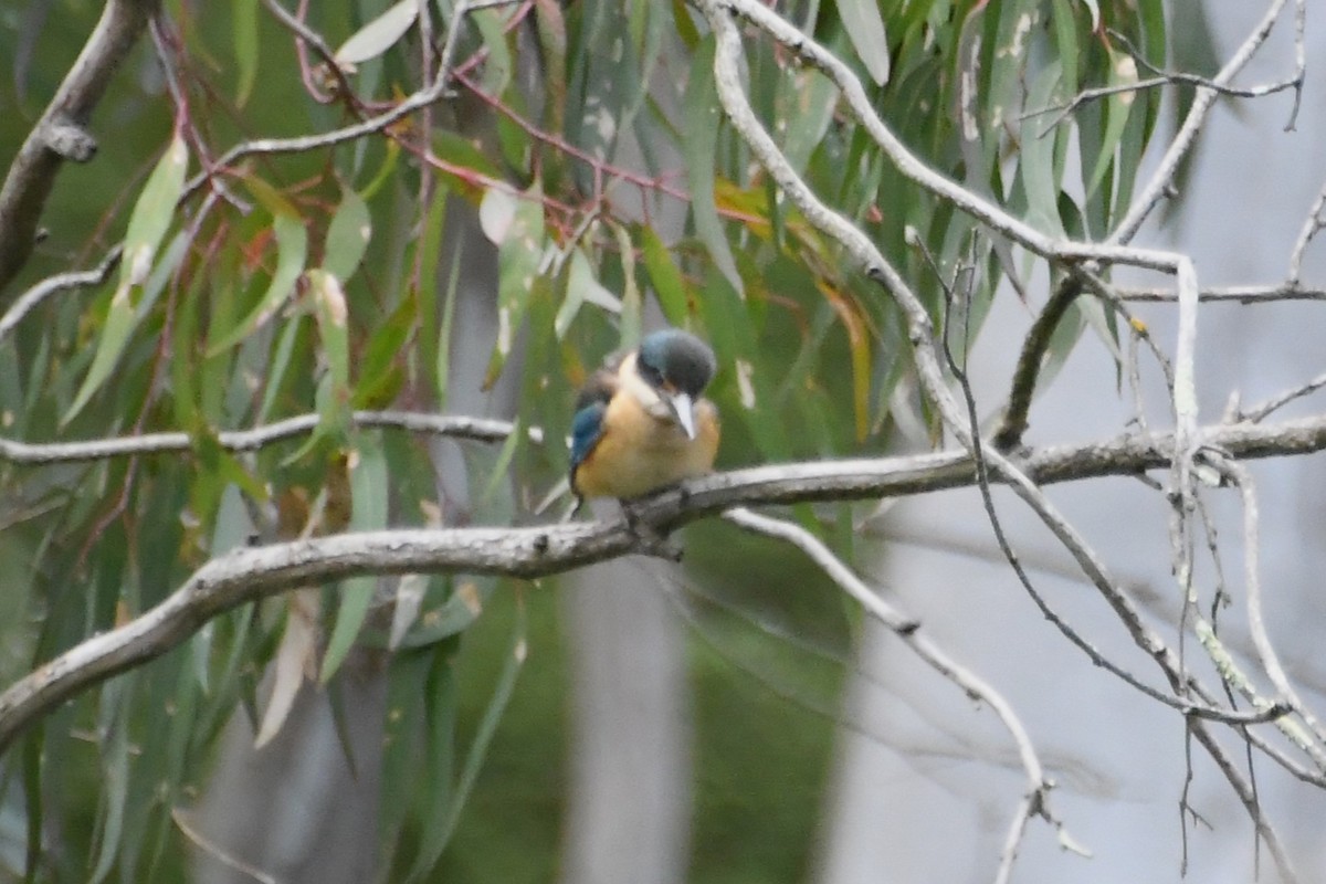 ヒジリショウビン - ML646945295