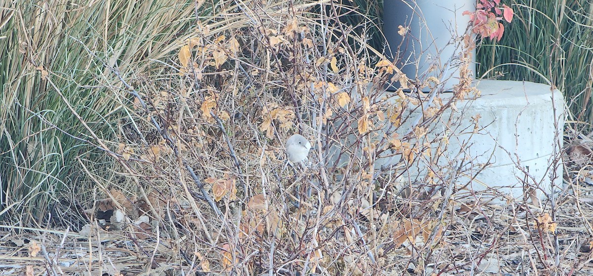 Blue-gray Gnatcatcher - ML646945299