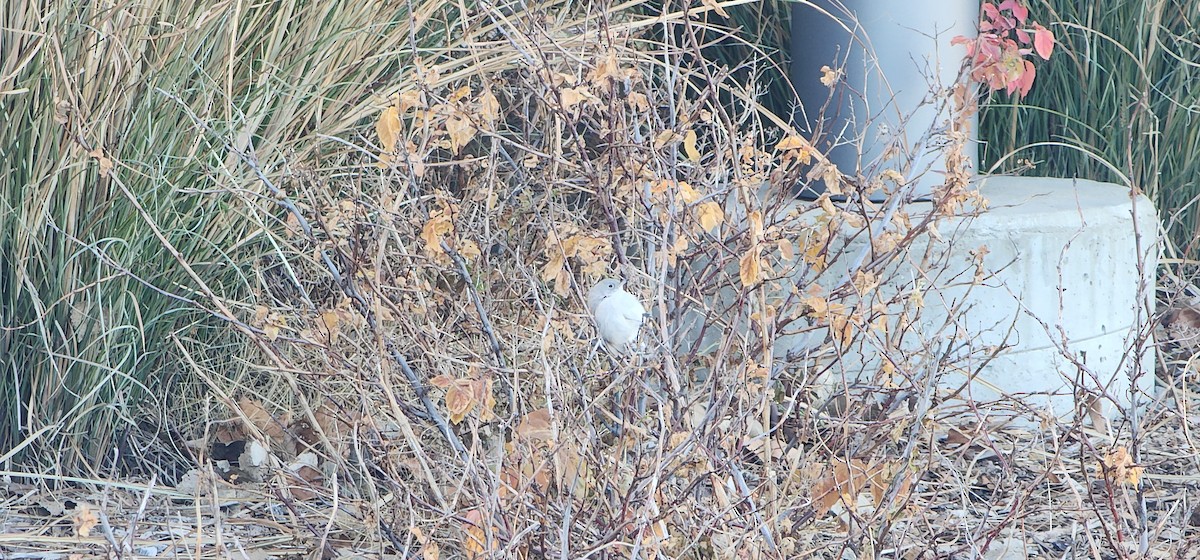 Blue-gray Gnatcatcher - ML646945300