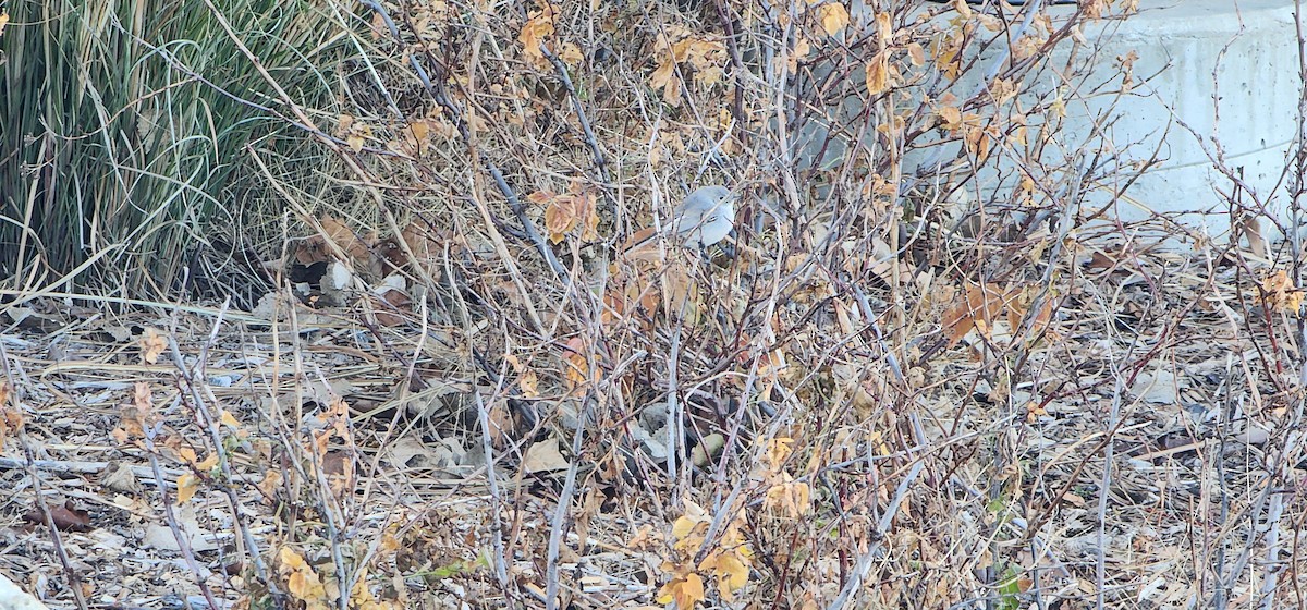 Blue-gray Gnatcatcher - ML646945301