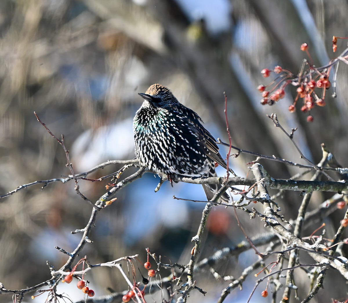 European Starling - ML646945302