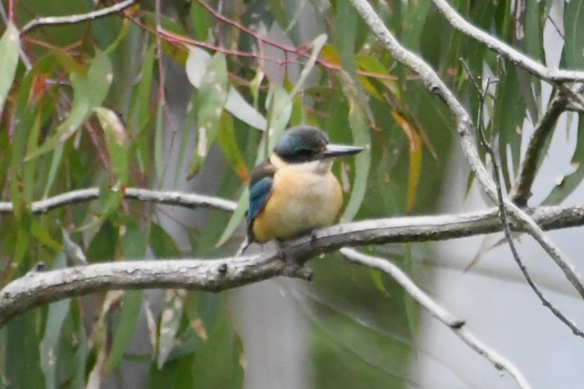 ヒジリショウビン - ML646945303