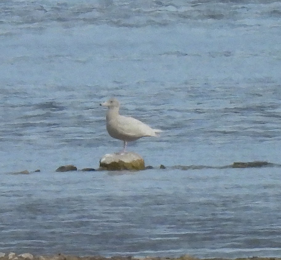 שחף לבן-כנף - ML646945305