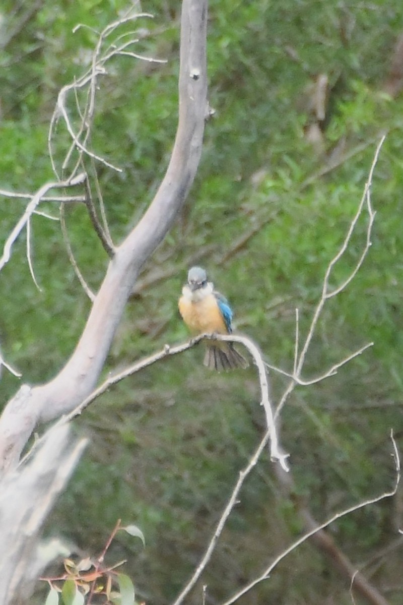 ヒジリショウビン - ML646945306