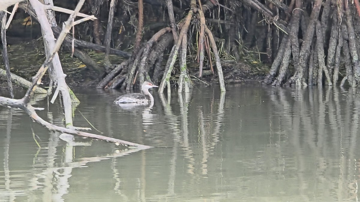 Svasso cornuto - ML646945309