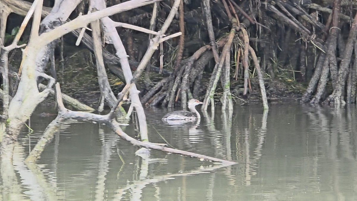 Svasso cornuto - ML646945310