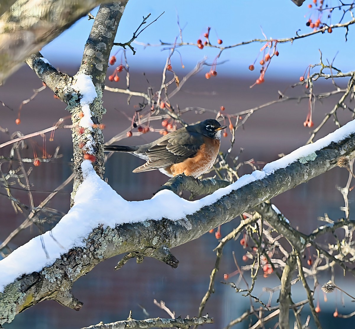 コマツグミ - ML646945311