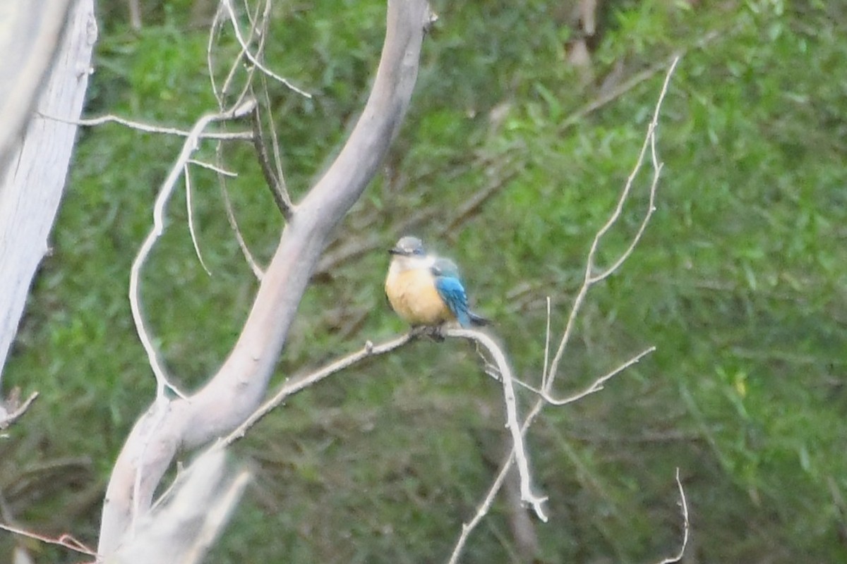 ヒジリショウビン - ML646945316