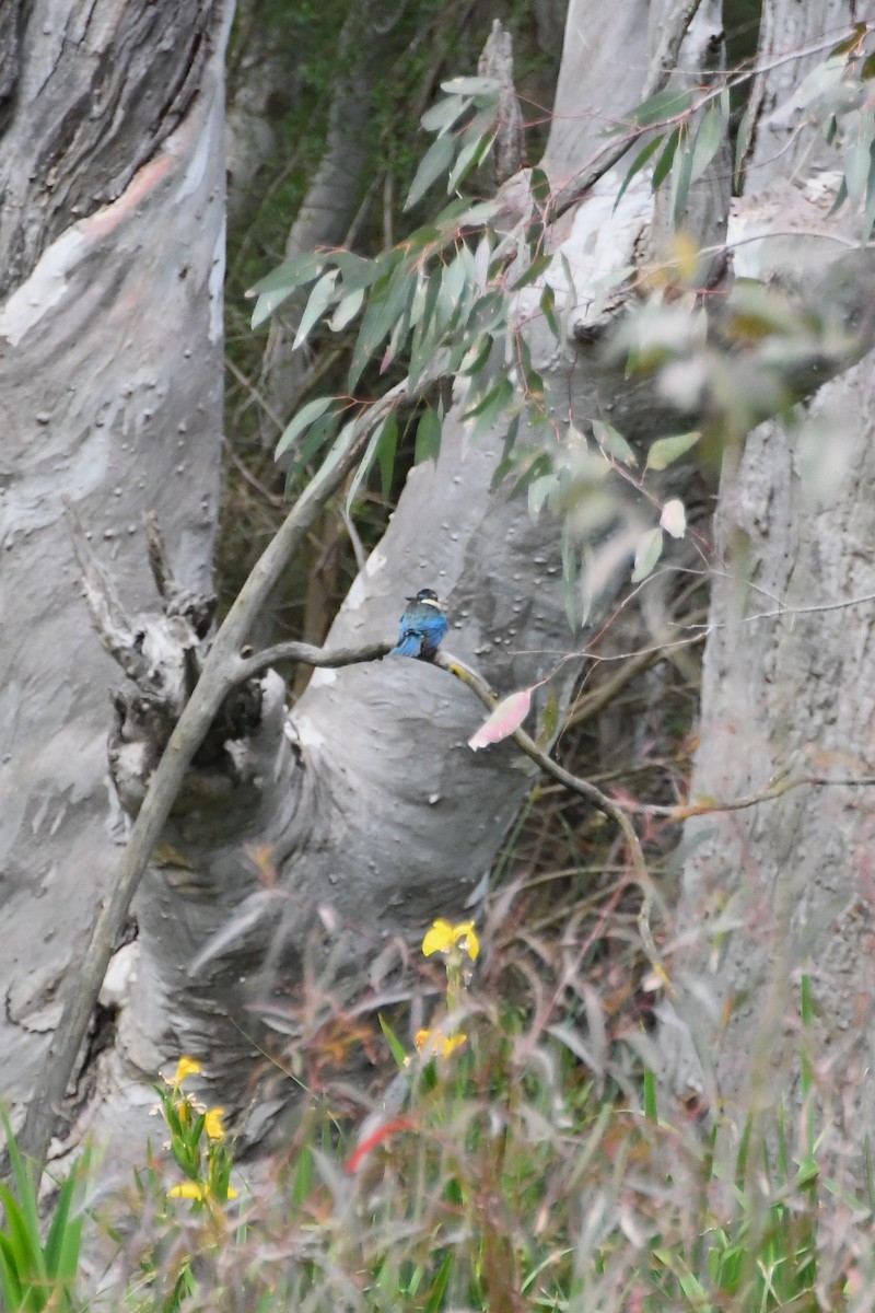 ヒジリショウビン - ML646945319