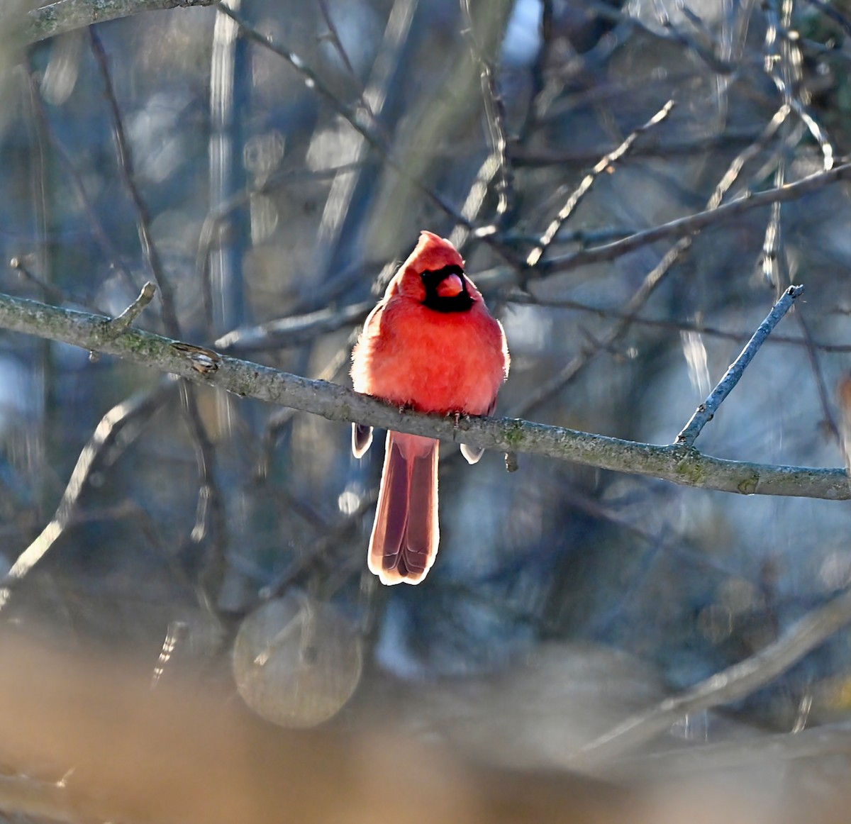 ショウジョウコウカンチョウ - ML646945320