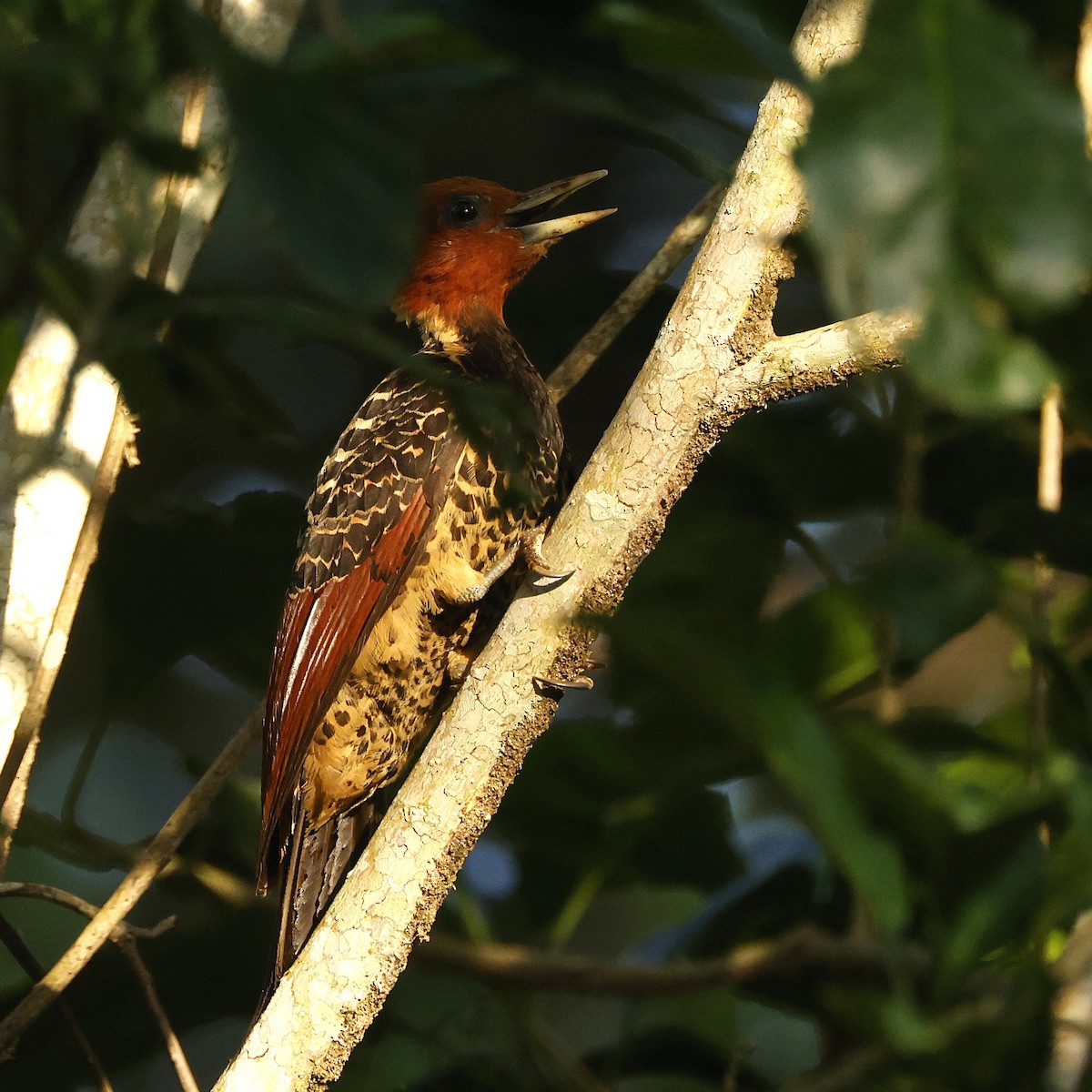 Rufous-headed Woodpecker - ML646945323