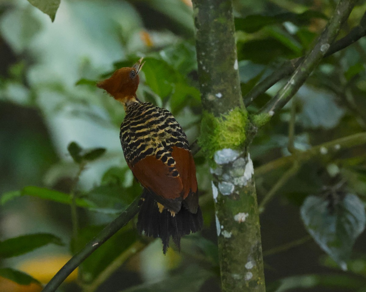 Rufous-headed Woodpecker - ML646945324
