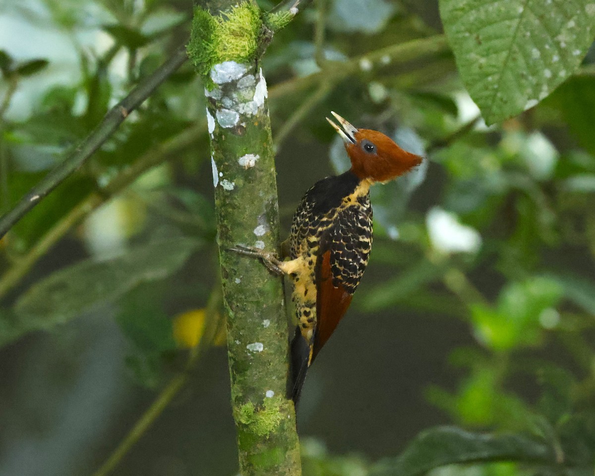 Rufous-headed Woodpecker - ML646945325