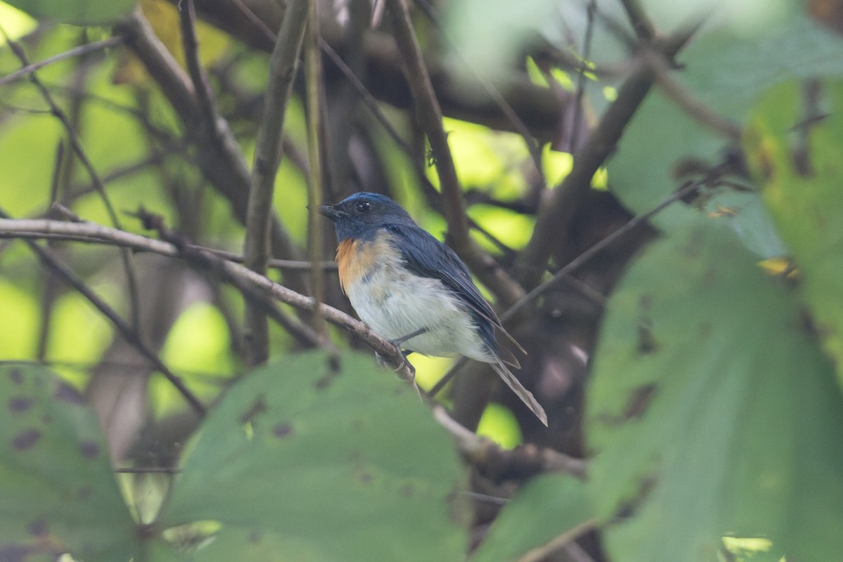 Blue-throated Flycatcher - ML646945326