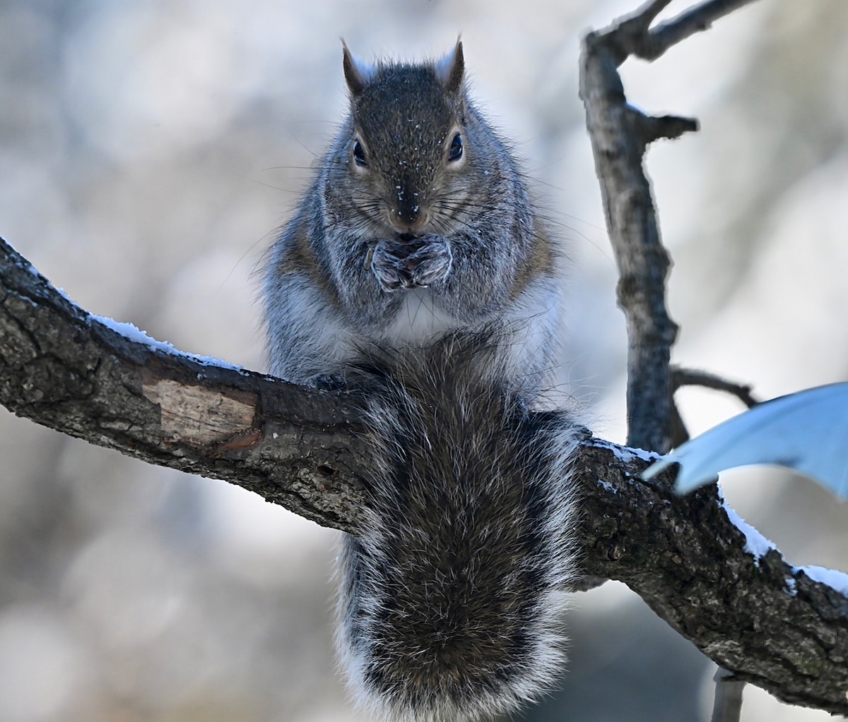 トウブハイイロリス - ML646945327