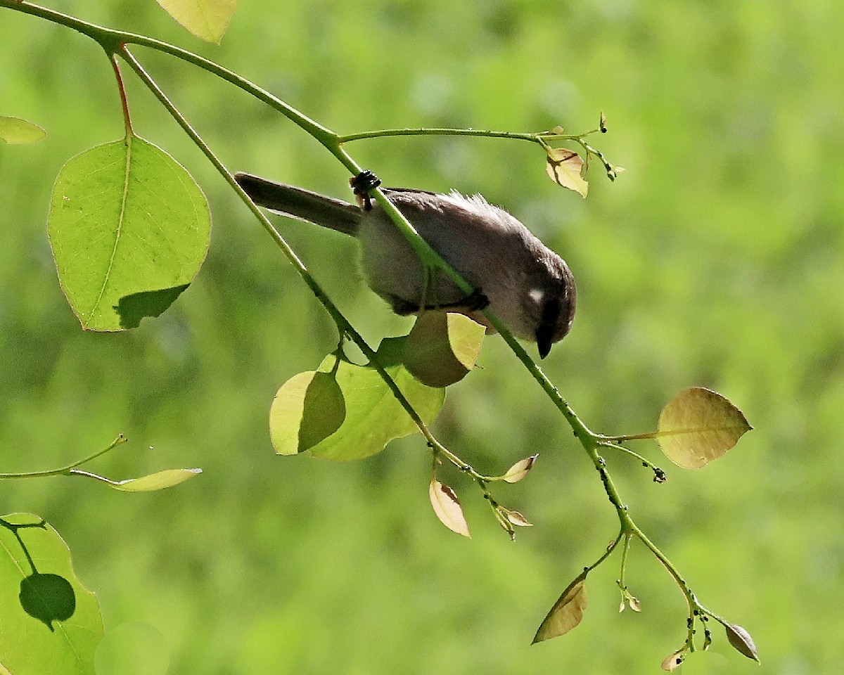 Bushtit - ML646945332