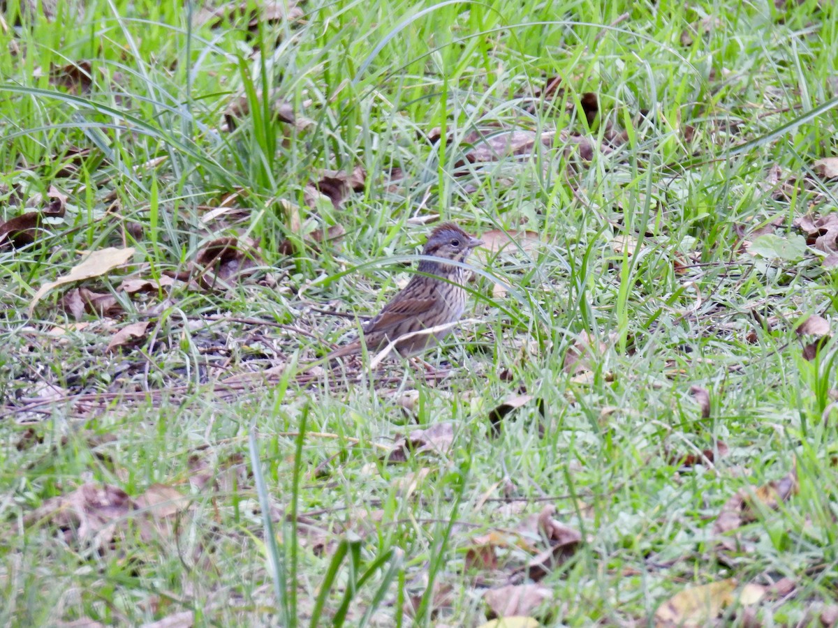 strnadec pruhohlavý - ML646945350