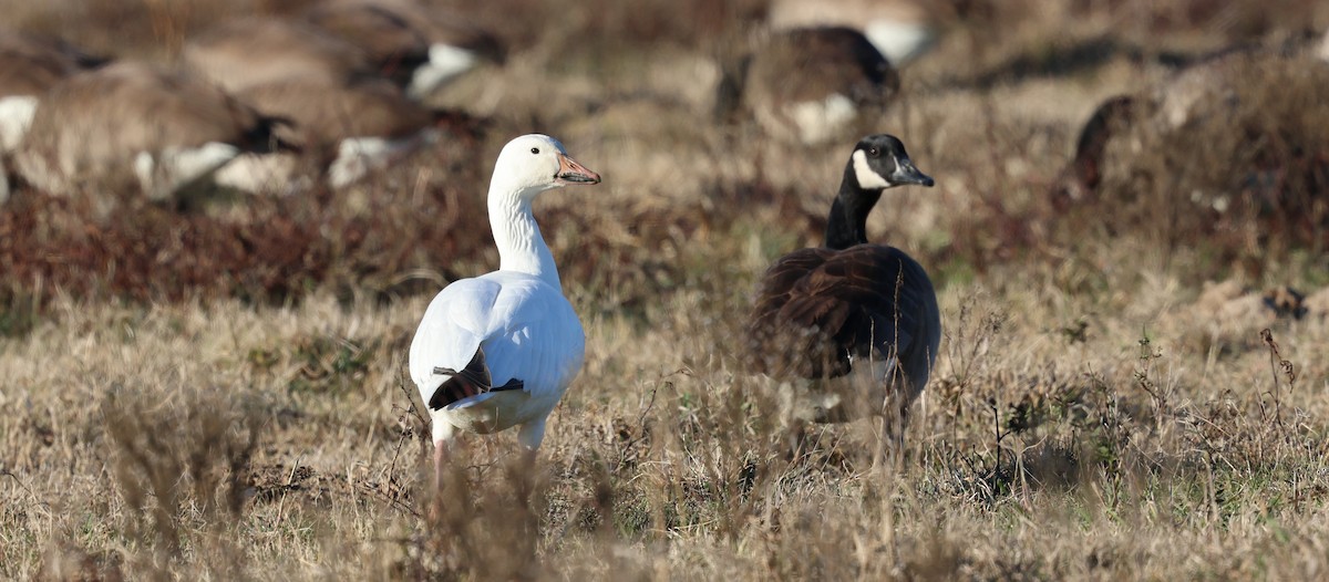 Snow Goose - ML646945351