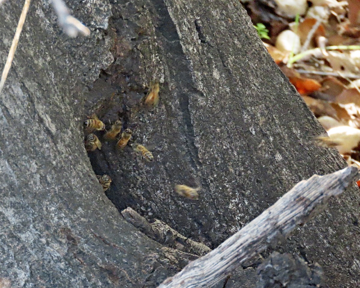 西方蜜蜂 - ML646945354