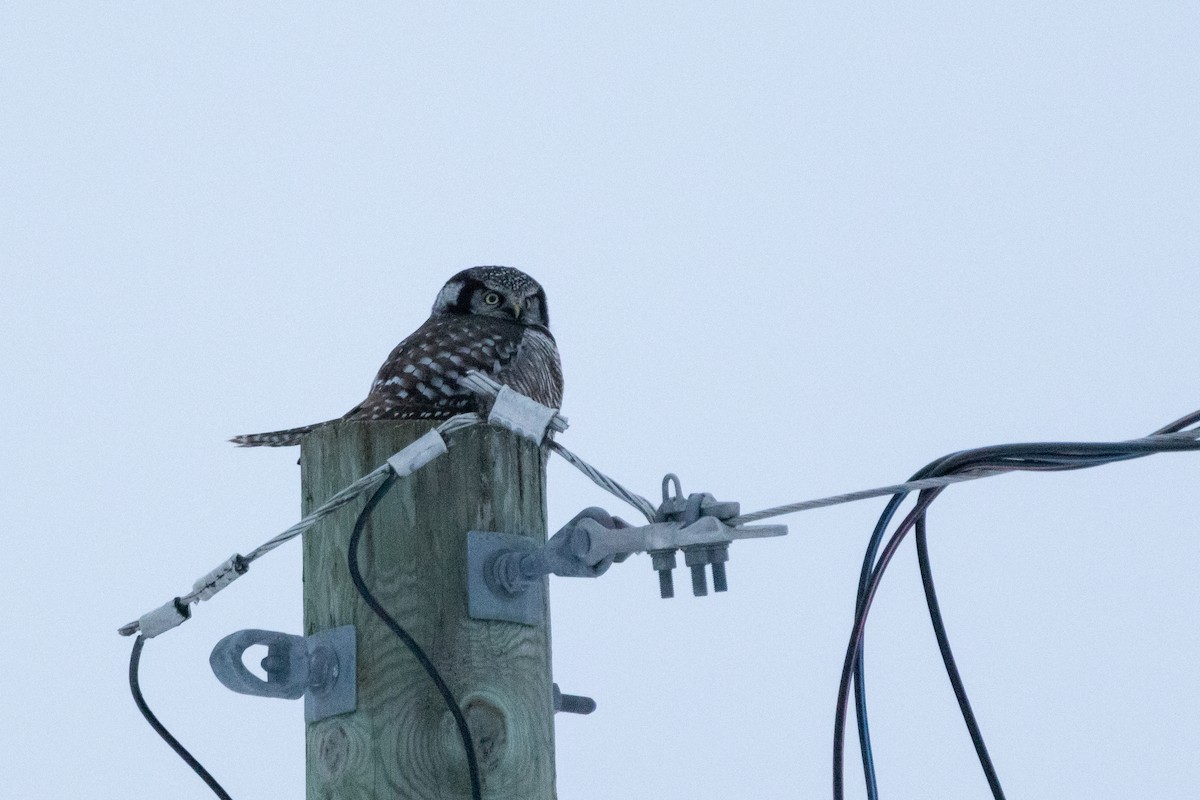 Сова яструбина - ML646945355