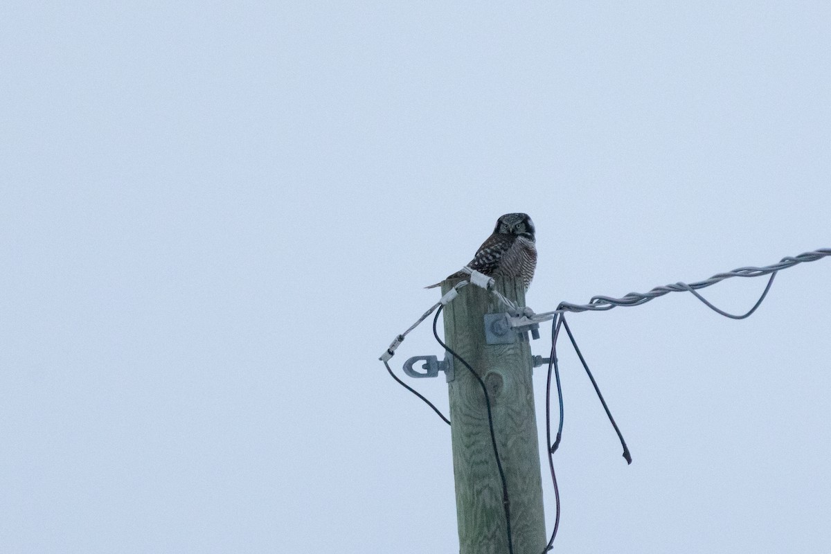 Сова яструбина - ML646945356