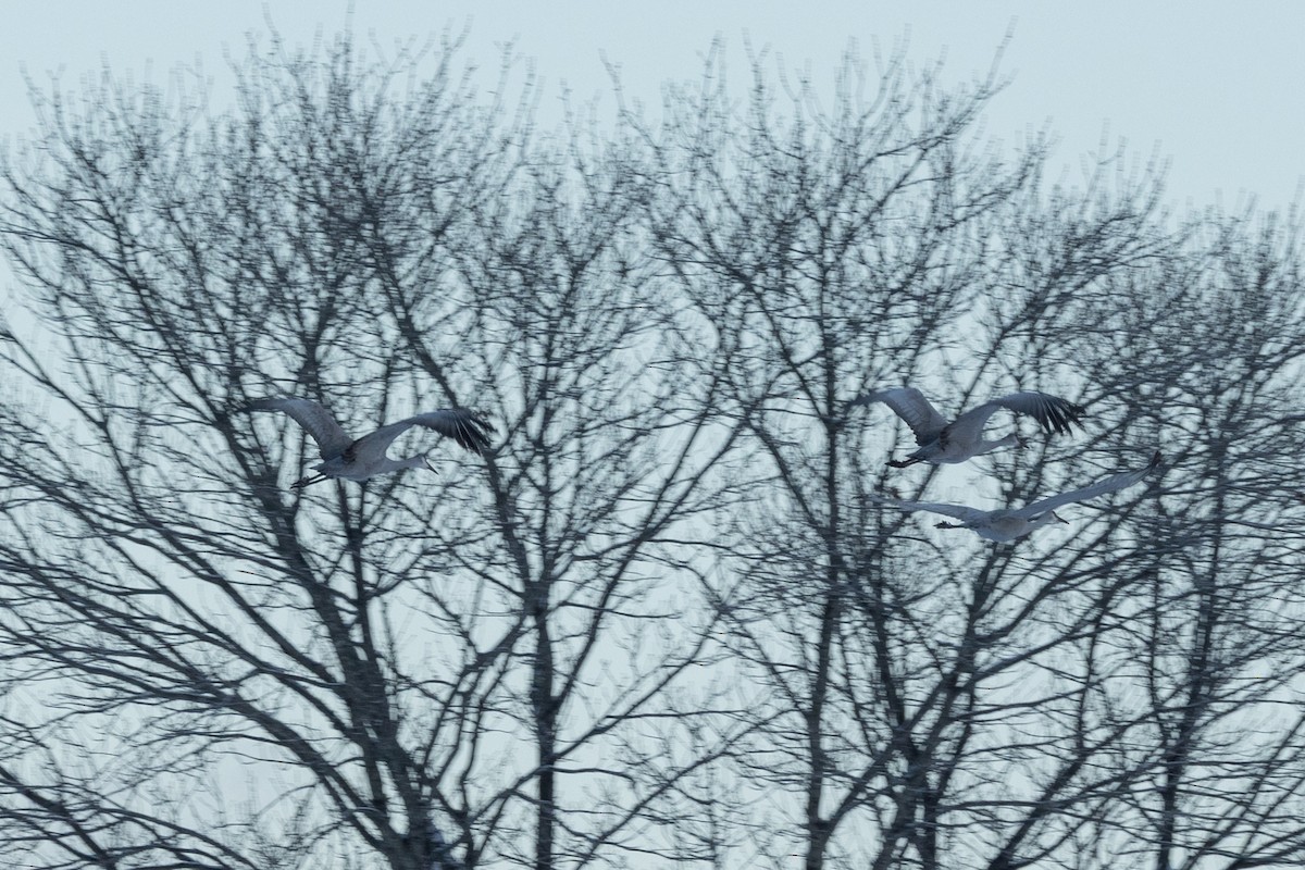 jeřáb kanadský - ML646945362