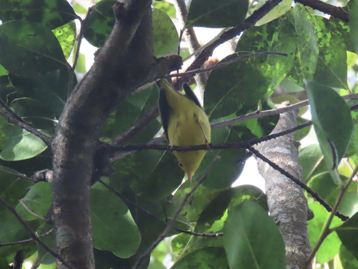 Wilson's Warbler - ML646945363