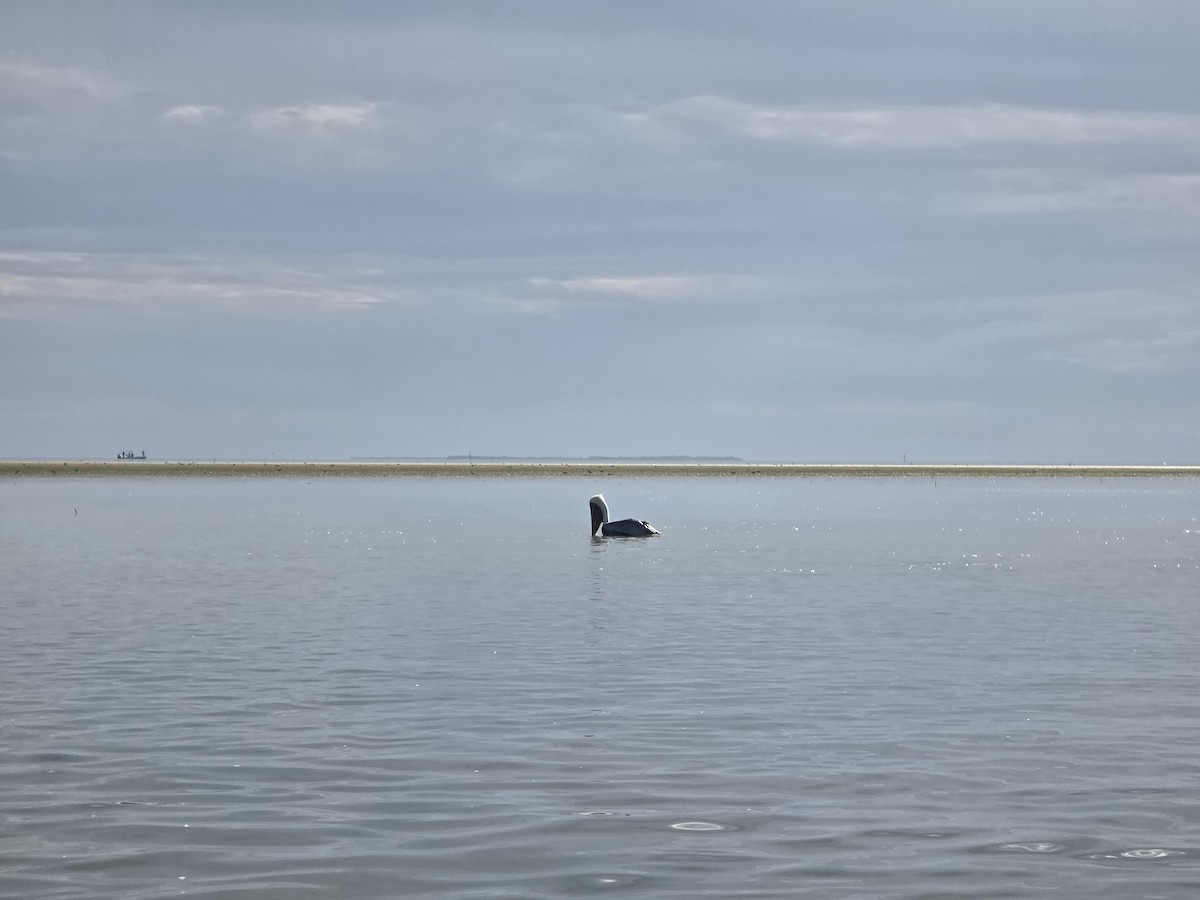Brown Pelican - ML646945369
