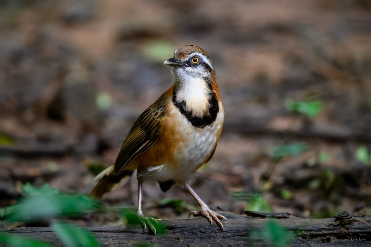 Lesser Necklaced Laughingthrush - ML646945371