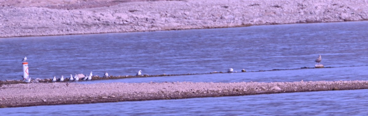 שחף לבן-כנף - ML646945381