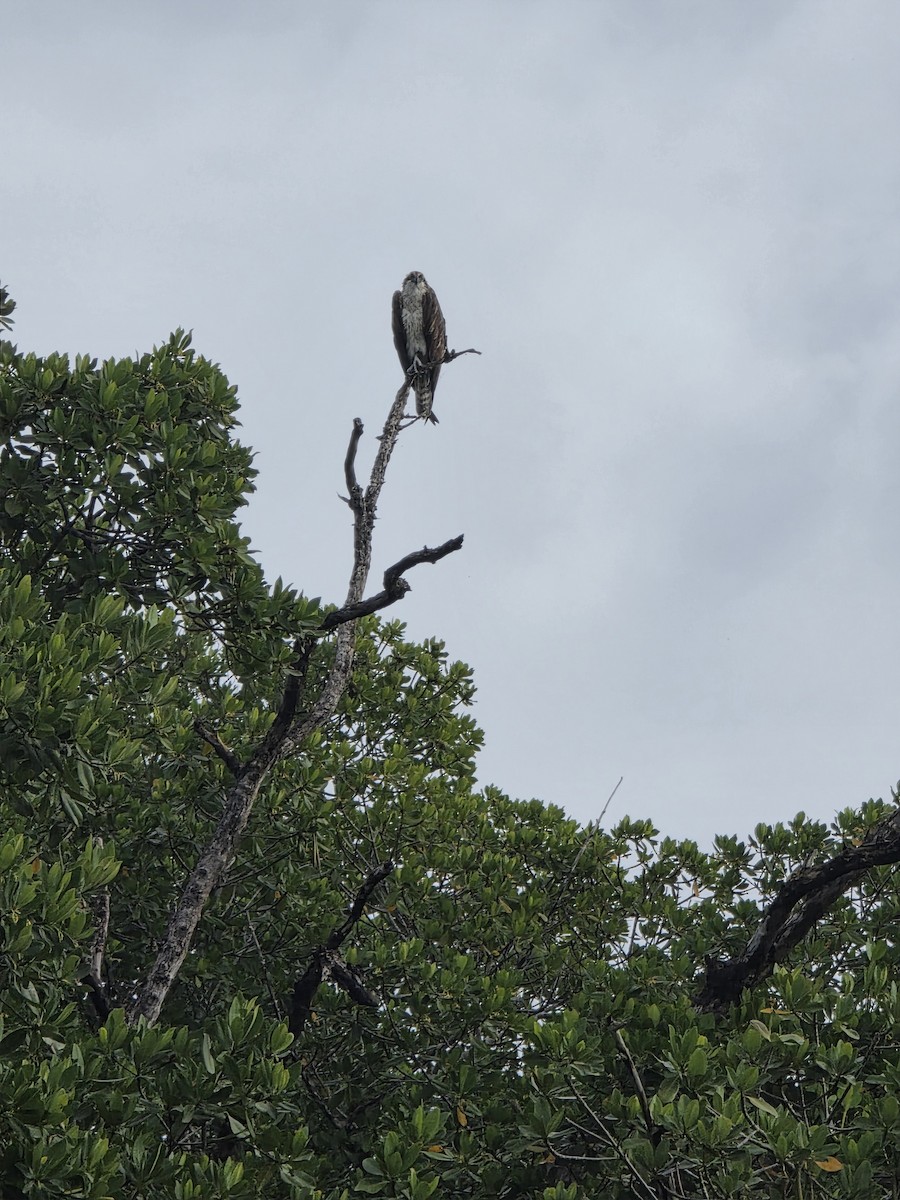 Falco pescatore - ML646945383