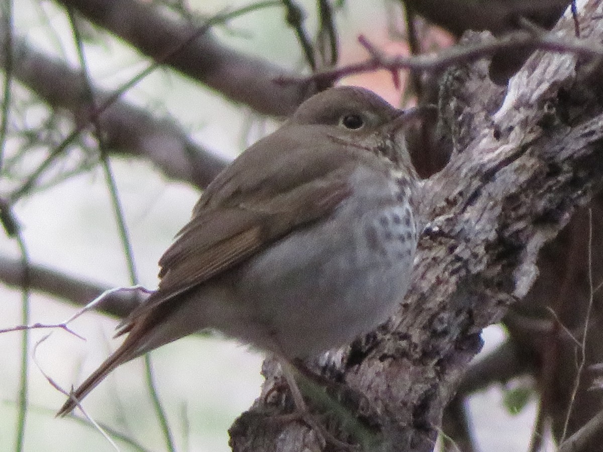 チャイロコツグミ - ML646945384