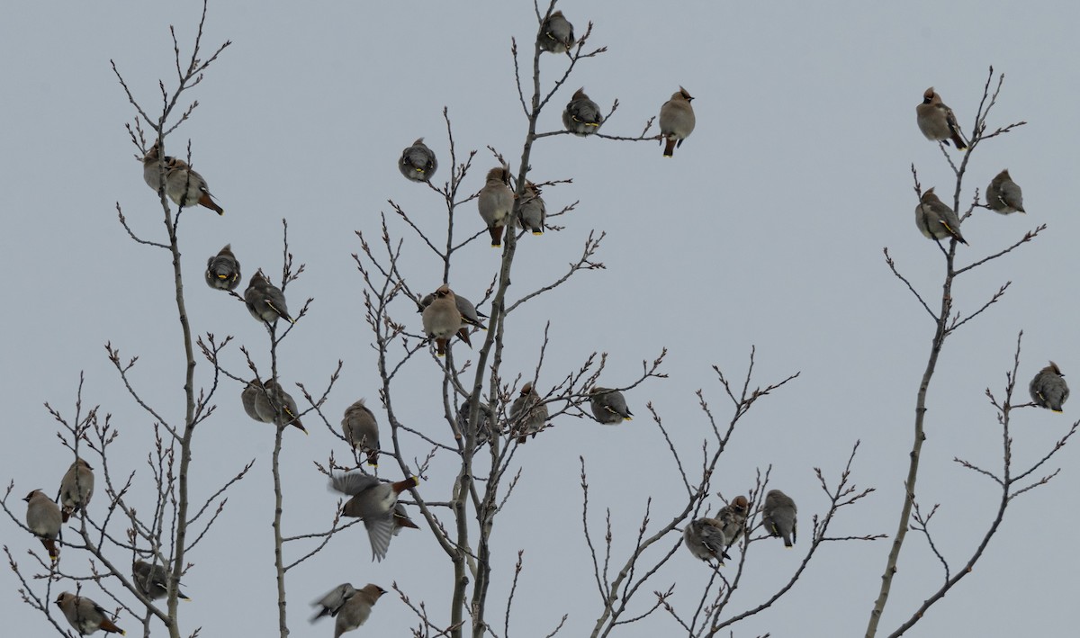 Buztanori boreala - ML646945389