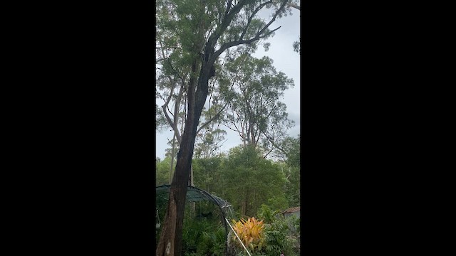 ledňák obrovský - ML646945390