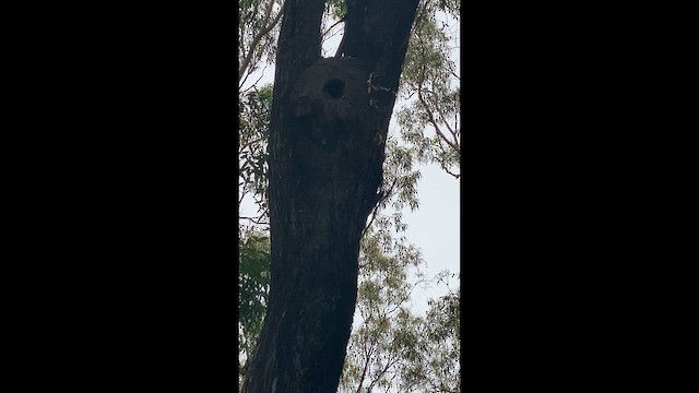 ledňák obrovský - ML646945391