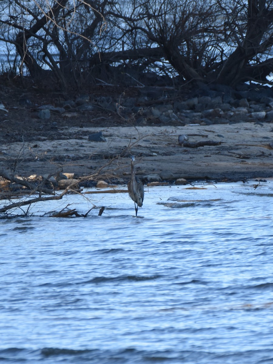 Garza Azulada - ML646945392