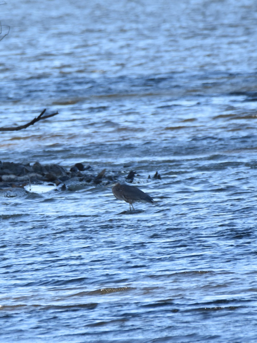 Garza Azulada - ML646945393