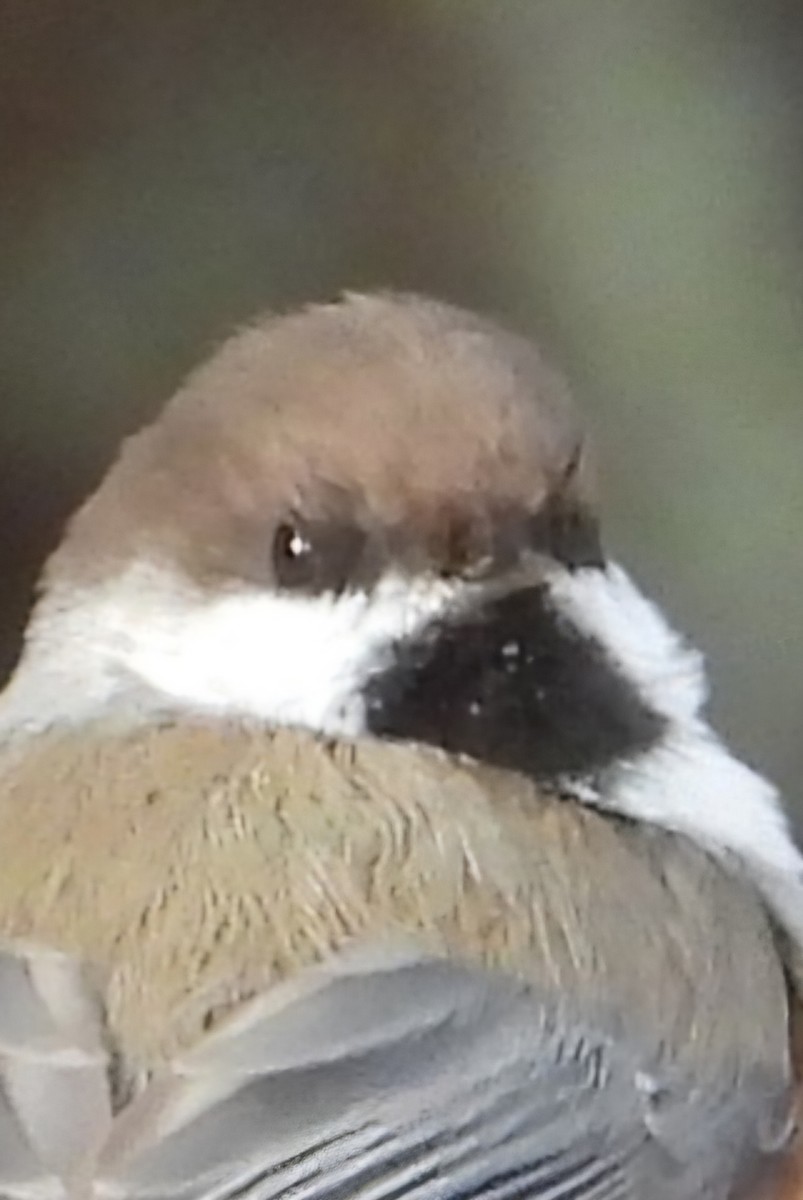 Boreal Chickadee - ML646945394
